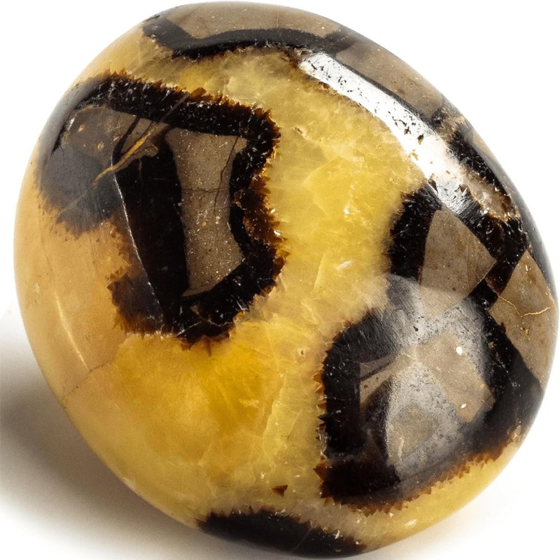 Septarian Palm Stone